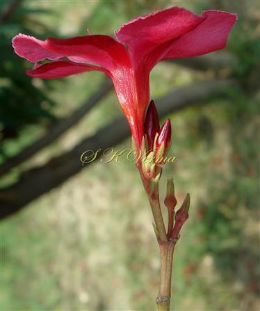  Flower